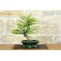 3 - Bonsai di Phyllanthus (13)
