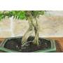 7 - Bonsai di Phyllanthus (13)