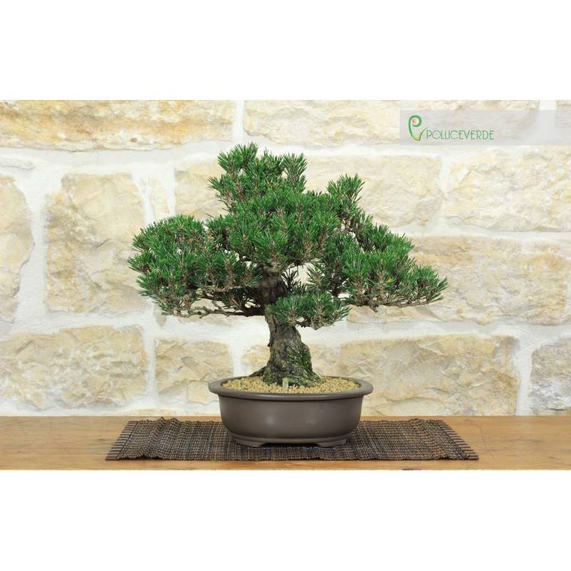 eibe als weihnachtsbaum Gemeine Eibe (Taxus baccata) online kaufen bei HS Baum main image 1
