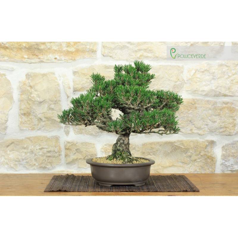 Thunbergii Kotobuki Schwarzkiefer Bonsai (1) | 880,00  | Pollice Verde