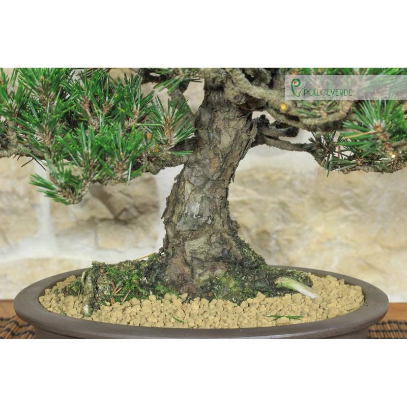 biogold vital bonsai Biogold Japanese Organic Slow Release Bonsai Fertilizer Pellets – Stone  Lantern