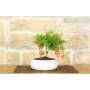 3 - Granatapfel-Bonsai in einer flachen Schale