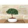 1 - Bonsai di Mirto in ciotola bassa