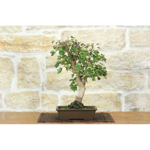 1 - Bonsaï en érable trident (31)