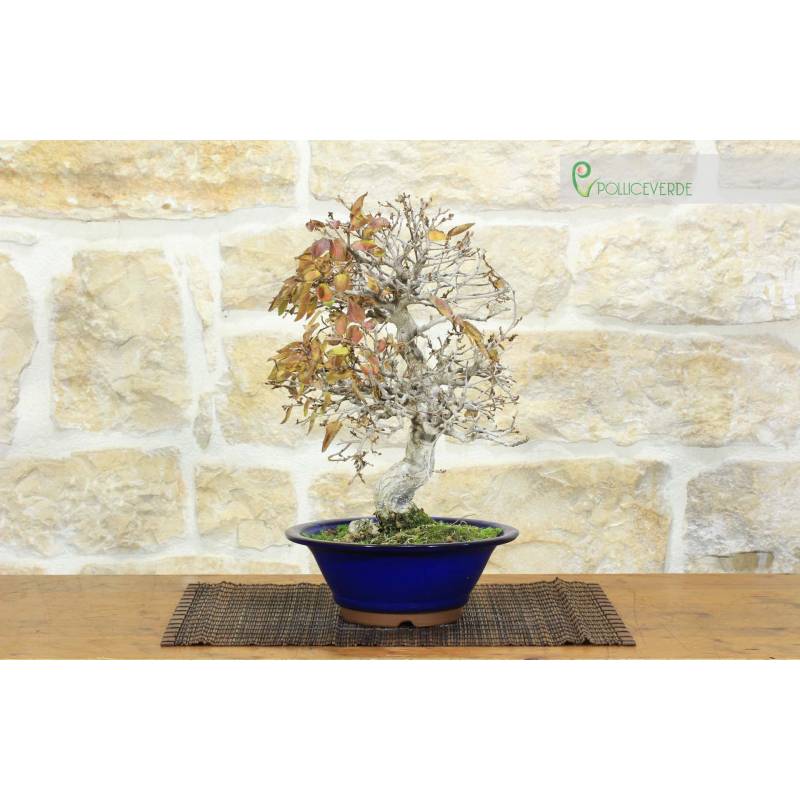 Koreanische Hainbuche Bonsai (14) | 550,00  | Pollice Verde