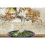 5 - Bonsai di Carpino Coreano (14)
