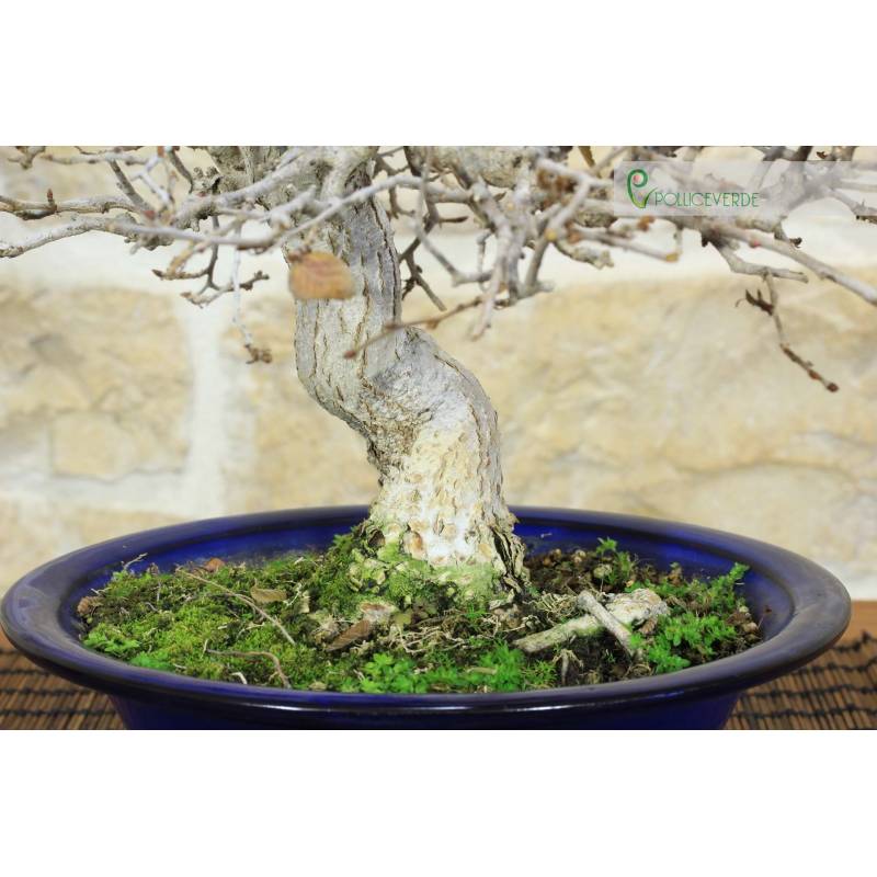 pflanze eibe Schnitthecke Eibe (Taxus baccata) main image 1