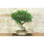 1 - Bonsai di Ficus Retusa (178)