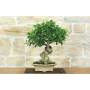 2 - Bonsai di Ficus Retusa (178)
