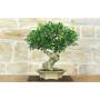 3 - Bonsai di Ficus Retusa (178)