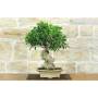 4 - Bonsai di Ficus Retusa (178)