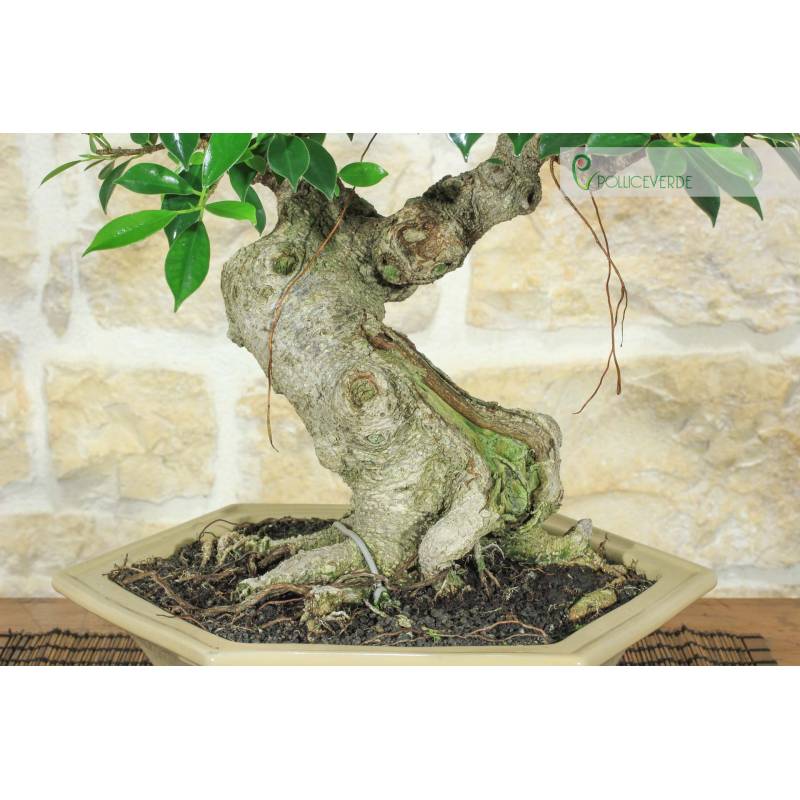 red maple bonsai Red Dragon Maple Specimen Bonsai Tree