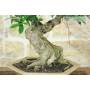 5 - Bonsai di Ficus Retusa (178)