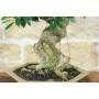6 - Bonsai di Ficus Retusa (178)