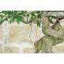 8 - Bonsai di Ficus Retusa (178)