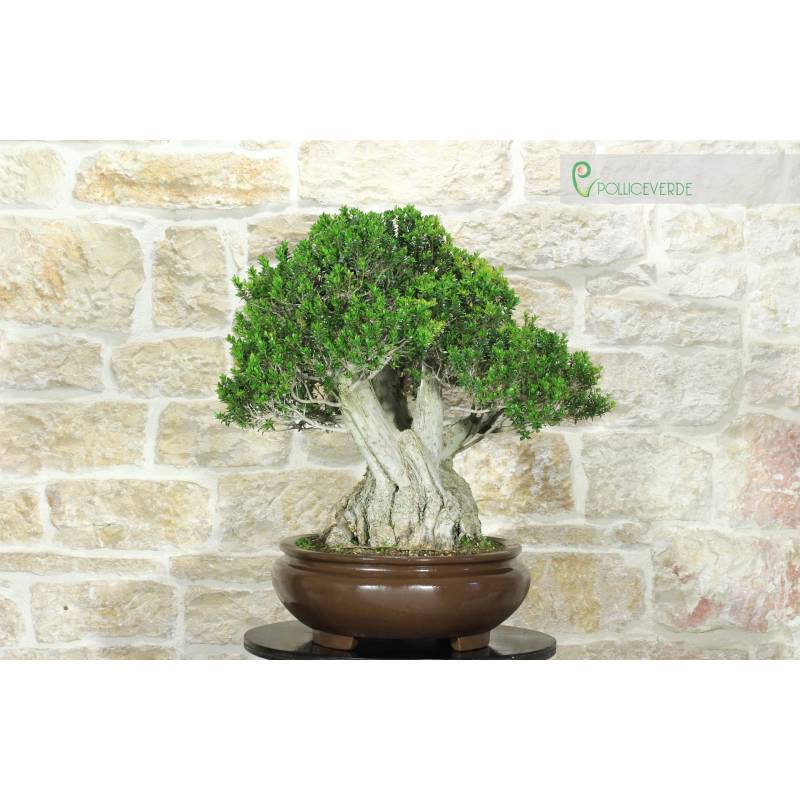 indoor bonsai shop Chinese Elm Indoor Bonsai Tree Starter Kit NZ  Simply Bonsai