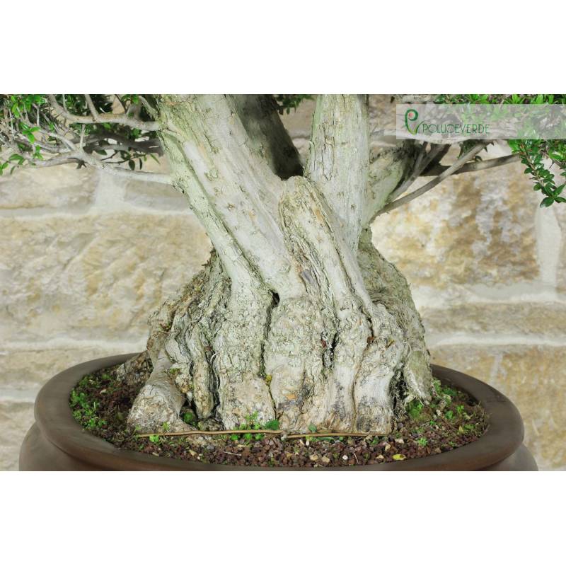 artificial bonsai tree large Artificial Bonsai Tree Cliff Welcome Decoration 1.7ft main image 0