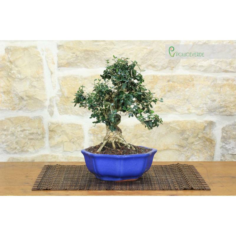 Olivenbaum-Bonsai (276) | 230,00  | Pollice Verde
