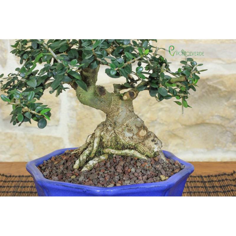 how much do bonsai trees cost Bonsai Trees | Lexington, KY main image 1