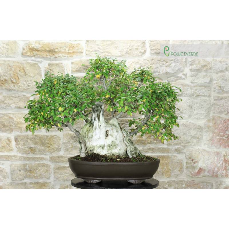 Feldulme Bonsai (59) | 2.300,00  | Pollice Verde