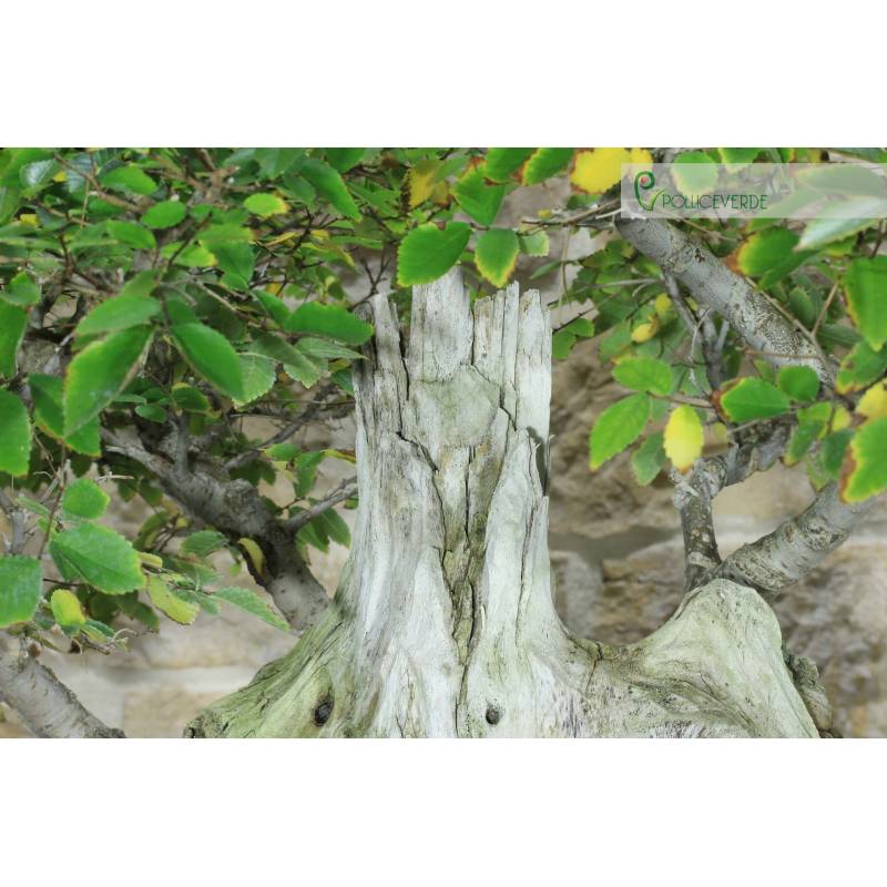 ikea pflanzen bonsai Ginseng-Bonsai im Topf "Porto" kaufen  Mein schner Garten Shop