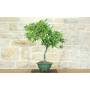 3 - Cotoneaster Lacteus bonsai (1)