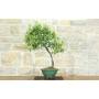 4 - Cotoneaster Lacteus bonsai (1)