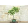 5 - Zwergmispel Lacteus Bonsai (1)