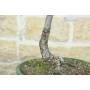 6 - Cotoneaster Lacteus bonsai (1)
