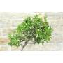 7 - Zwergmispel Lacteus Bonsai (1)