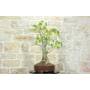 3 - Bonsai di Chorisia (66)