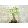 4 - Bonsai di Chorisia (66)