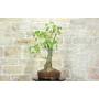 5 - Bonsai di Chorisia (66)