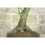 6 - Bonsai di Chorisia (66)