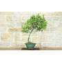 2 - Zwergmispel Lacteus Bonsai (1)