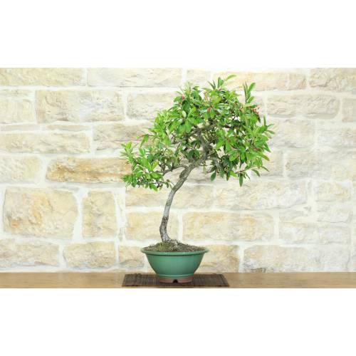 2 - Cotoneaster Lacteus bonsai (1)