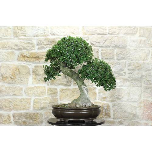 2 - Bonsai di Phillyrea (31)