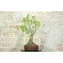 2 - Bonsai di Chorisia (66)