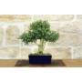 1 - Harlandii Boxwood Bonsai (26)
