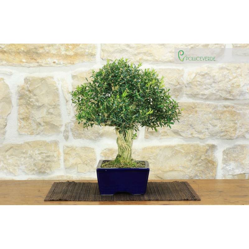 Buchsbaum Bonsai Harlandii (26) | 250,00  | Pollice Verde