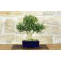 3 - Harlandii Boxwood Bonsai (26)