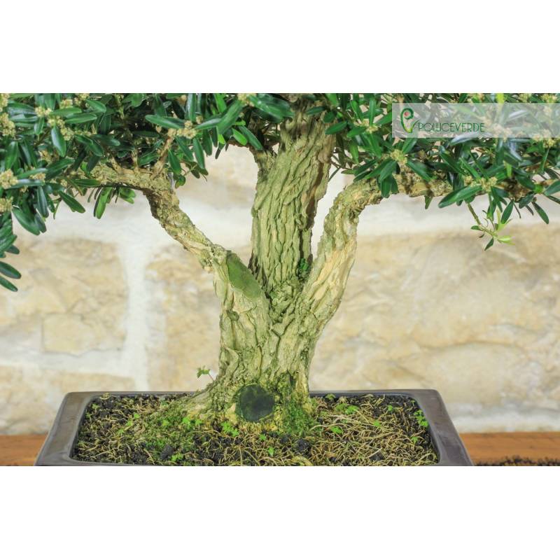 Buchsbaum Bonsai Harlandii (26) | 250,00  | Pollice Verde