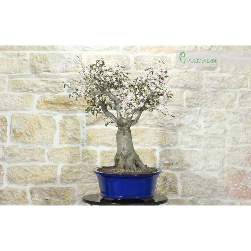 Serrulata Blhende Kirsche Bonsai (7) | 1.250,00  | Pollice Verde