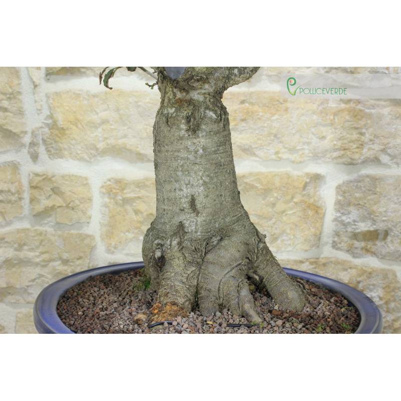 wie viele eiben pro meter Gemeine Eibe (Taxus baccata) | 80-100 cm im Topf main image 0
