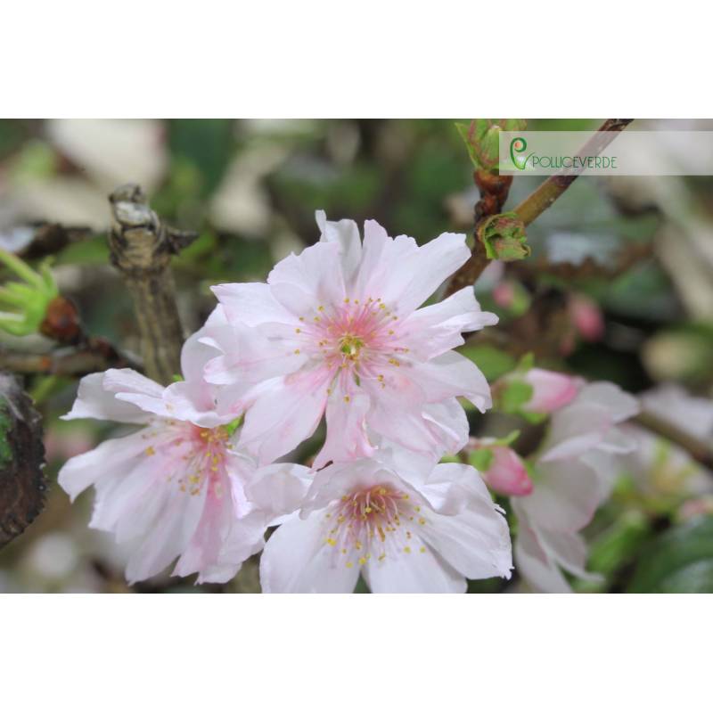 Serrulata Blhende Kirsche Bonsai (7) | 1.250,00  | Pollice Verde
