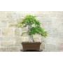 1 - Bonsai di Castagno (73)
