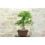 2 - Bonsai di Castagno (73)