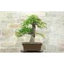3 - Bonsai di Castagno (73)