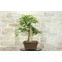4 - Bonsai di Castagno (73)
