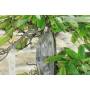 6 - Bonsai di Castagno (73)